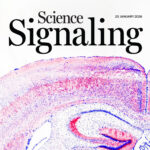 New research links Subcellular transport & Local Protein Synthesis in Neurons to Presynaptic Plasticity & Memory