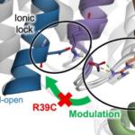 Salla disease: SPPIN team reveals why a single mutation causes dysfunction in the sialin transporter